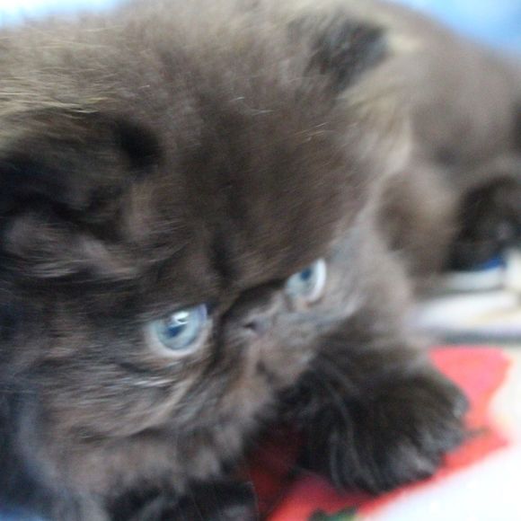 Meet your Posher, Saori - Picture 1 of 1